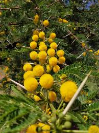 Image result for Acacia kosiensis
