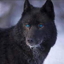 Beautiful Black Wolf With Gorgeous Blue Eyes Wolf Hybrid Wolf Dog Wolf With Blue Eyes