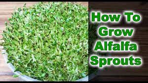 This particular variety of honey has a clear, light amber color what does alfalfa honey taste and smell like? How To Grow Alfalfa Sprouts 3 Easy Steps 2019 Youtube