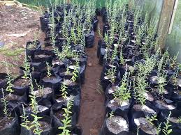 Image result for Athrixia phylicoides