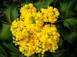 Oregon grape mahonia aquifolium, is nutrient dense fruit support for inflammations, skin conditions, digestive health, liver health, bone strengthener & fights cancer. Oregon Grape Holly Shrubs For Sale The Tree Center