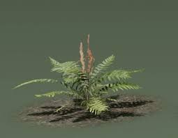 Image result for Osmundaceae