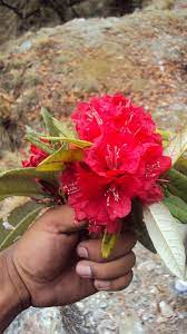 Rhododendron Nepal S National Flower Beautiful Flowers National Flower Beautiful Plants