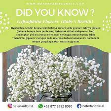 Tahu Gak Sih Arti Dari Bunga Yang Satu Ini Yap Gypsophilia Flower Baby S Breath Bunga Yang Selalu Menampilkan Kesan Manis Ini Mempunya Bunga Instagram Manis