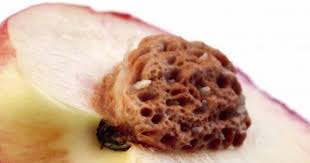 Saving Peach Seeds How To Store Peach Pits For Planting How To Store Peaches Peach Pit Peach Trees