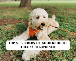 We fell in love with labradors and started raising them in 2011. Top 5 Breeders Of Goldendoodle Puppies In Michigan 2021 We Love Doodles