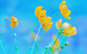 Check spelling or type a new query. Cosmos Hd Wallpaper Background Image 1920x1200