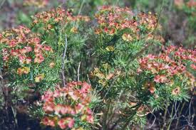 Ihre kleinen blüten duften nach honig. Kleines Artenportrait Mit Text Und Fotos Von Euphorbia Cyparissias Zypressen Wolfsmilch Euphorbiaceae Wolfsmilchgewachse Giftig Futterpflanze Der Raupe Des Wolfsmilchschwarmers