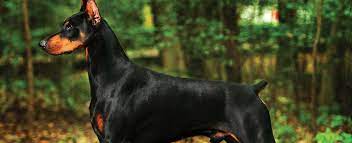 This can include house checks. Doberman Pinscher Dog Breed Profile Petfinder