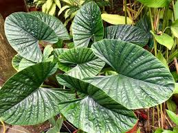 Alocasia Dude