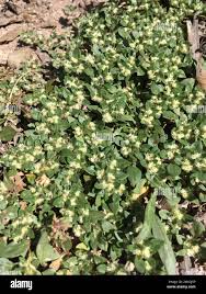 Image result for Guilleminea densa