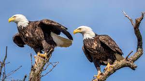 I am not an eagle scout. A Toxin Behind Mysterious Eagle Die Offs May Have Finally Been Found Science News
