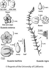 Image result for Suaeda