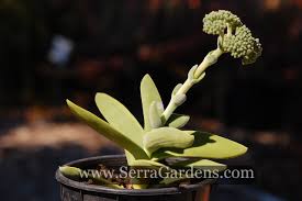 Image result for Crassula perfoliata
