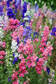 Pin On Larkspur Birth Flower For The Month Of July
