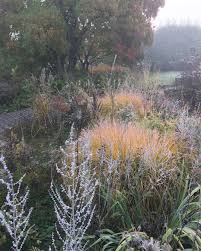 See This Instagram Photo By Pietoudolf 1 005 Likes Grasses Garden Landscape Meadow