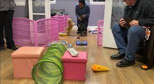 Dog boarding near me overnight. Pet Boarding In Westbury Ny Overnight Pet Sitting Care Littlepawsofhope