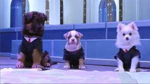 (30 minutes) tue, 5/12 at 6:30 am on austin pbs kids. Odd Squad And Then They Were Puppies Thetvdb Com