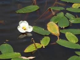 Image result for Ottelia