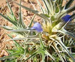 Image result for Blepharis buchneri