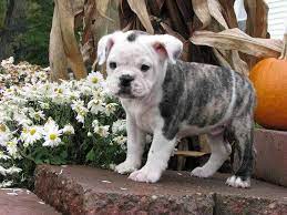 Top 5 aggressive bulldog mix breeds if you're a fan of georgetown university, then you are probably familiar with their mascot Boston Terrier English Bulldog Mix Puppies For Sale Petsidi