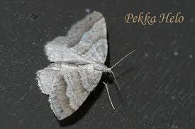 Image result for Mesotype parallelolineata