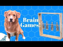 Maybe you would like to learn more about one of these? Creating A Diy Dog Puzzle Feeder Is Fun And Easy I Have 5 Variations Of Interactive Dog Toys Here Along With V Brain Games For Dogs Diy Dog Stuff Diy Dog Toys