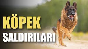 En Ilginc 9 Kopek Saldirilari Kopek