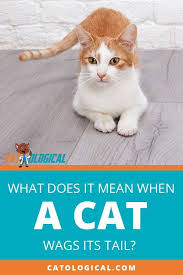 If A Dog Wags Its Tail It Generally Means They Re Happy But Is That The Same For Cats So Many Things We Think Are The Same For Both Pet Cats Cute