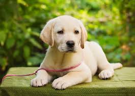 Golden retrievers also shed a whole lot. Cute Labrador Puppies Wallpaper Novocom Top