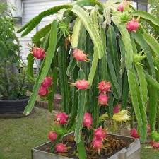 I've got these cactus houseplants that look exactly like dragon fruit seedlings at the 6 to 8 inch tall stage. Dragon Fruit Plant For Gardening Packaging Type Carton Box Rs 50 Plant Id 20378774062