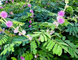 Image result for Mimosa diplotricha