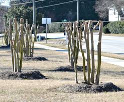 Maybe you would like to learn more about one of these? How To Prune Crepe Myrtles Fairview Garden Center