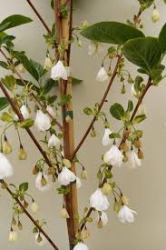 Image result for Halesia