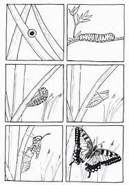 6 Images Sequentielles De La Chenille Au Papillon Cycle De Vie Du Papillon Chenille Papillon