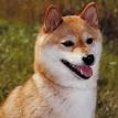 Shiba Inu Puppies for Sale | Lancaster Puppies
