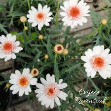 Petunije su vrlo popularno balkonsko cvijeće koje nije zahtjevno. Argyranthemum Iliti Kanarska Ivancica Cvijece Ravenscak ÙÙŠØ³Ø¨ÙˆÙƒ