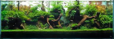Aquawijaya Adalah Pelopor Aquascape Pekalongan Menjual Aquascape Maintenance Dan Setting Aquascape Untuk Hotel Restoran Dan Bisnis