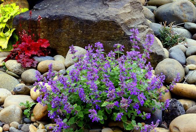 Catmint in rock garden
