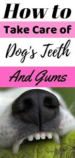 How to care for dogs teeth. Taking Care Of Your Dog S Teeth And Gums Dog Dental Care Dog Dental Health Dog Teeth Cleaning Dog Teeth Car Dog Teeth Care Dog Teeth Dog Teeth Cleaning