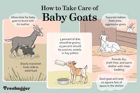 In the wild, goats will wean their babies on their own. How To Raise And Care For Baby Goats