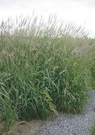 Image result for Tragus pedunculatus