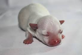 This process can occur quickly or there could be a span of up to two hours between each birth. New Born Chihuahua Puppies Dogs Breeds And Everything About Our Best Friends