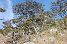 Image result for Brachystegia spiciformis × microphylla