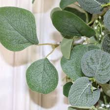 We did not find results for: Lvydec Artificial Eucalyptus Wreath 20 Artificial Green Leaves Eucalyptus Wreath With Seeds For Front Door Wall Window Farmhouse Decoration Amazon De Kuche Haushalt