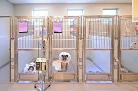 Veterinary Icu Kennels Veterinary Hospital Hospital Design Veterinary Clinic