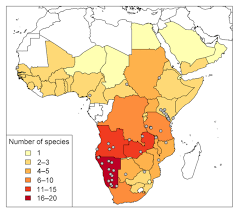 Image result for Meiosperma bracteatum