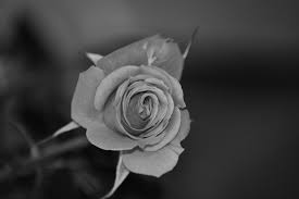 Puoi arricchire e caratterizzare gli ambienti della tua casa con targhe e decorazioni di diversi materiali, forme e stili diversi: Fiore Bianco E Nero Immagine Gratis Public Domain Pictures
