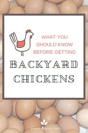 See more ideas about chickens, chickens backyard, backyard. What To Know Before Getting Backyard Chickens Chickens Backyard Chickens Backyard