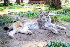 For thousand years ago the lynx has been considered one of the most powerful. Lynxes Area Eifelpark Gondorf Amusementpark Themepark Germany